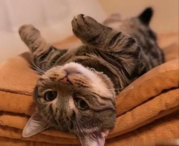猫咪需要补钙吗