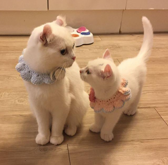 猫咪需要补钙吗