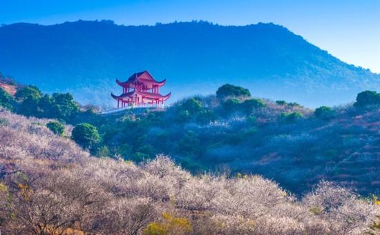 漳州诏安红星乡梅花开了 仿若一片香雪海