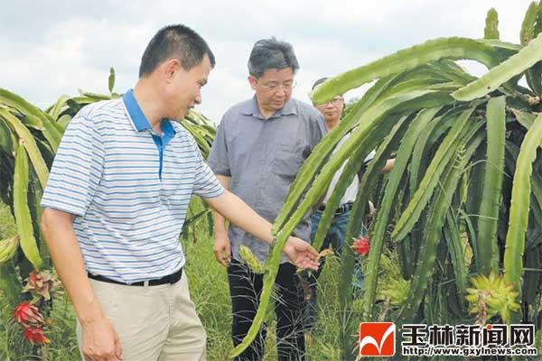 形成产业富硒农产品