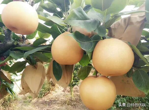贵州富硒农产品标志