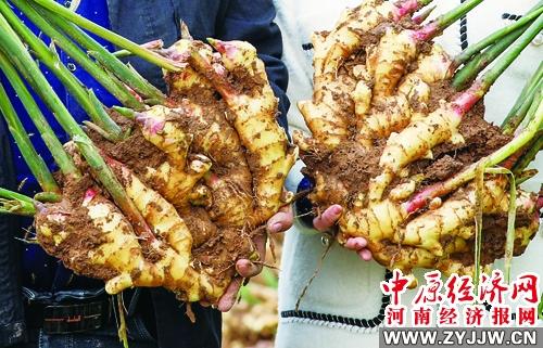 叶县富硒农产品价格