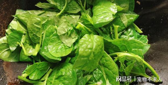 吃什么蔬菜补钙最快最好