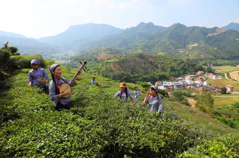 产品名称高山富硒茶