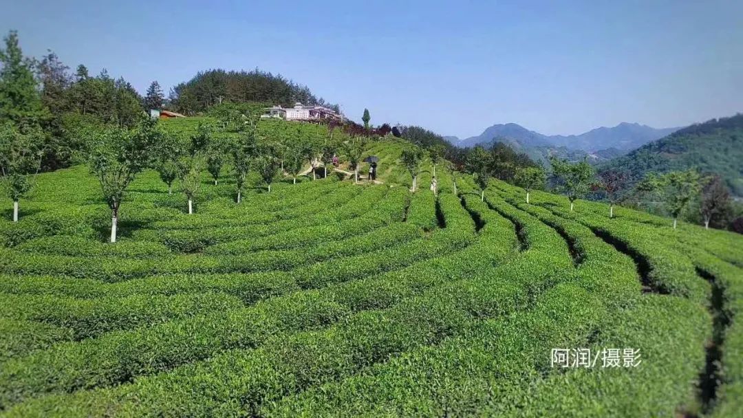 紫阳富硒茶政治环境