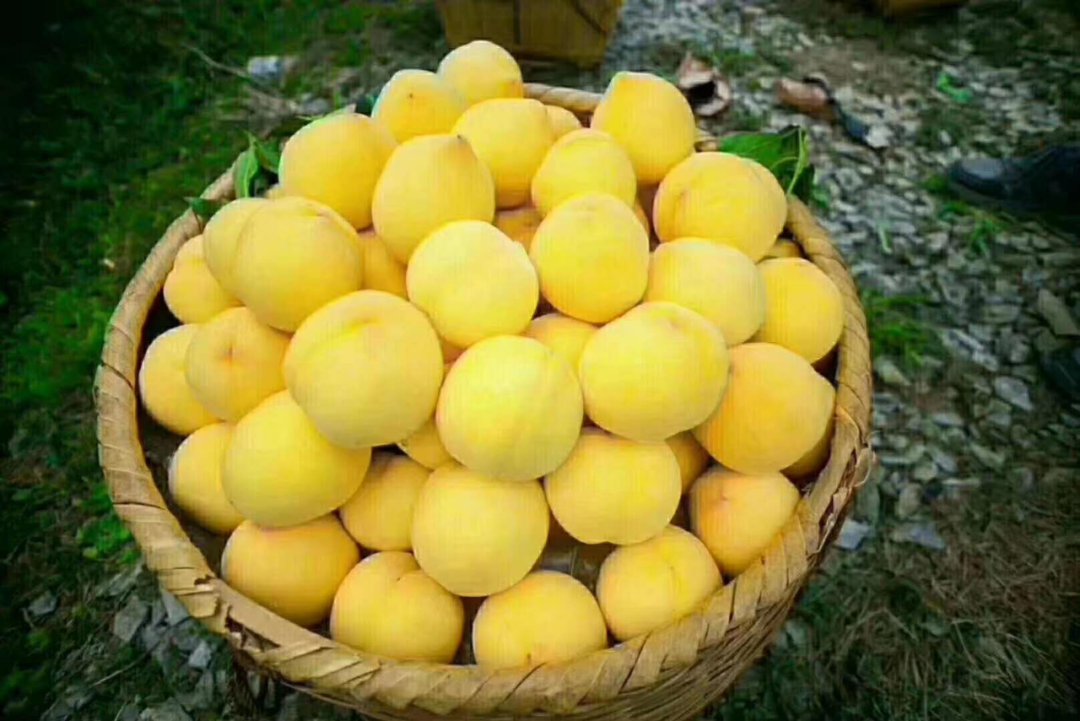 富硒茶销售技巧视频
