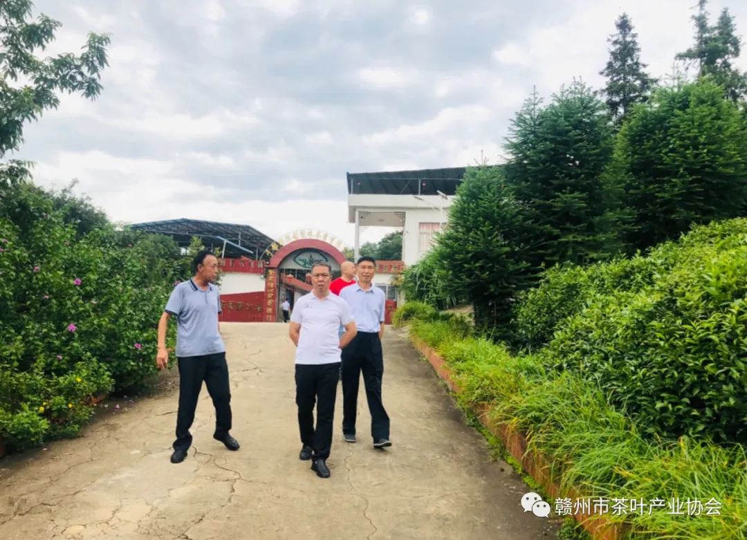 于都富硒盘古茶介绍