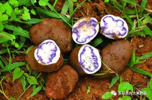 开阳富硒茶打农药吗