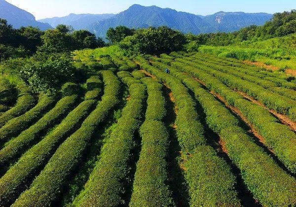为什么说湖南吉美生物的“白族老白茶”品质与众不同？