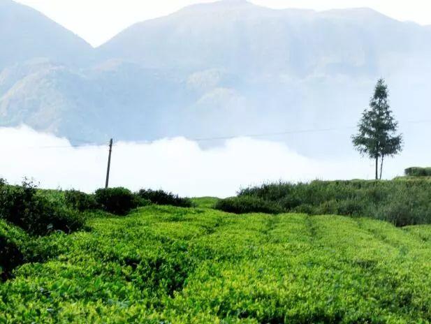 为什么说湖南吉美生物的“白族老白茶”品质与众不同？