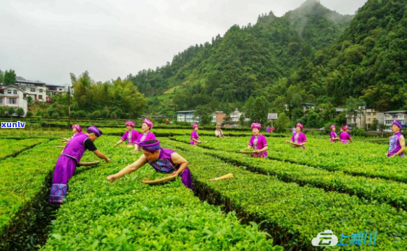 利川毛坝茶厂有哪些产品，探秘利川毛坝茶厂：揭秘其主打产品