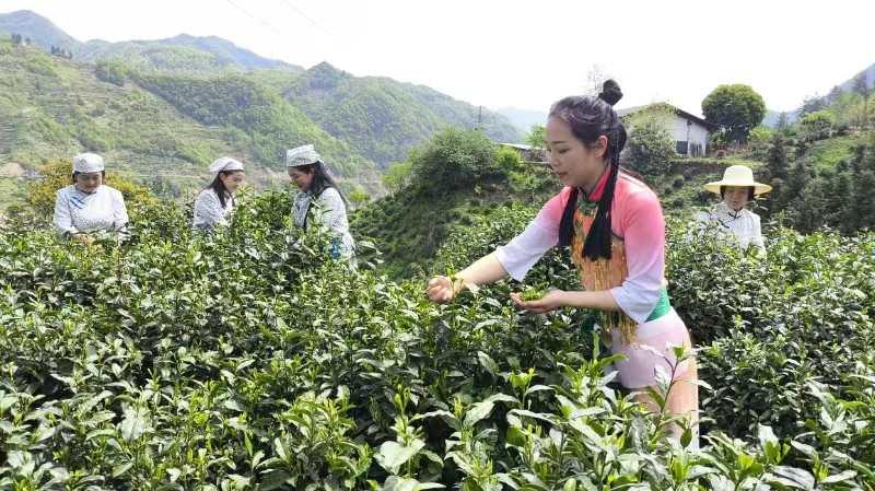 富硒茶销售市场分析