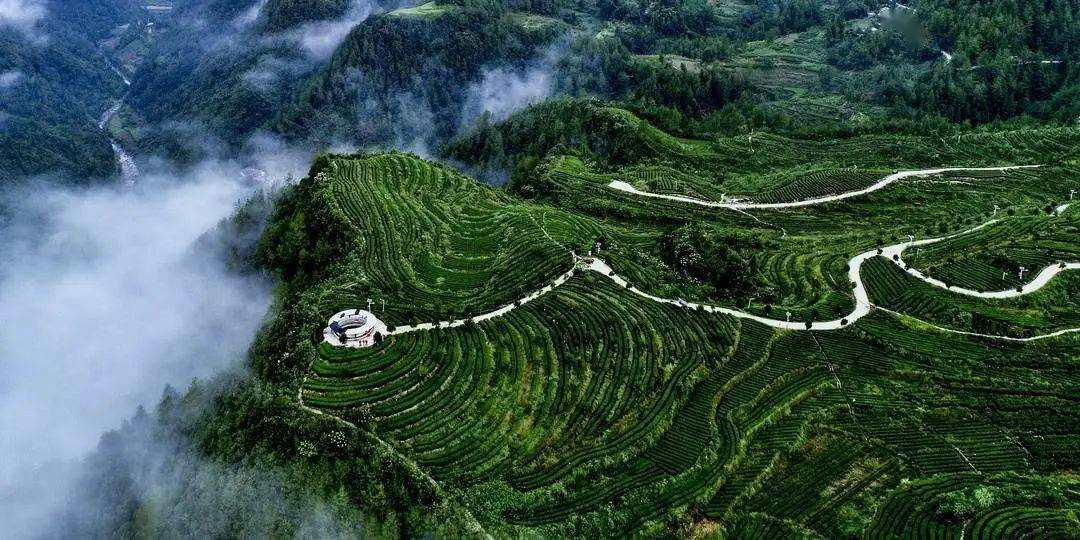 万源市富硒茶的市场