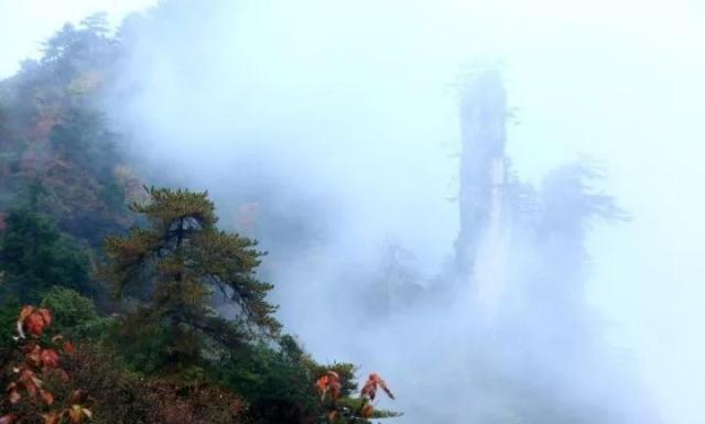 富硒茶含富硒多少克