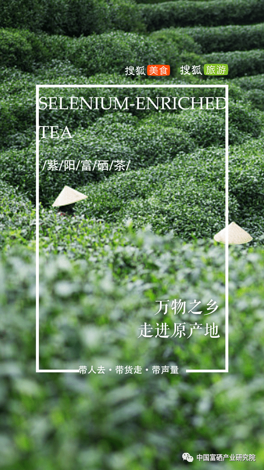 紫阳茶 紫阳富硒茶
