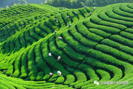 紫阳茶 紫阳富硒茶