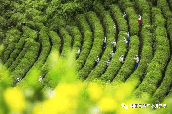 紫阳茶 紫阳富硒茶