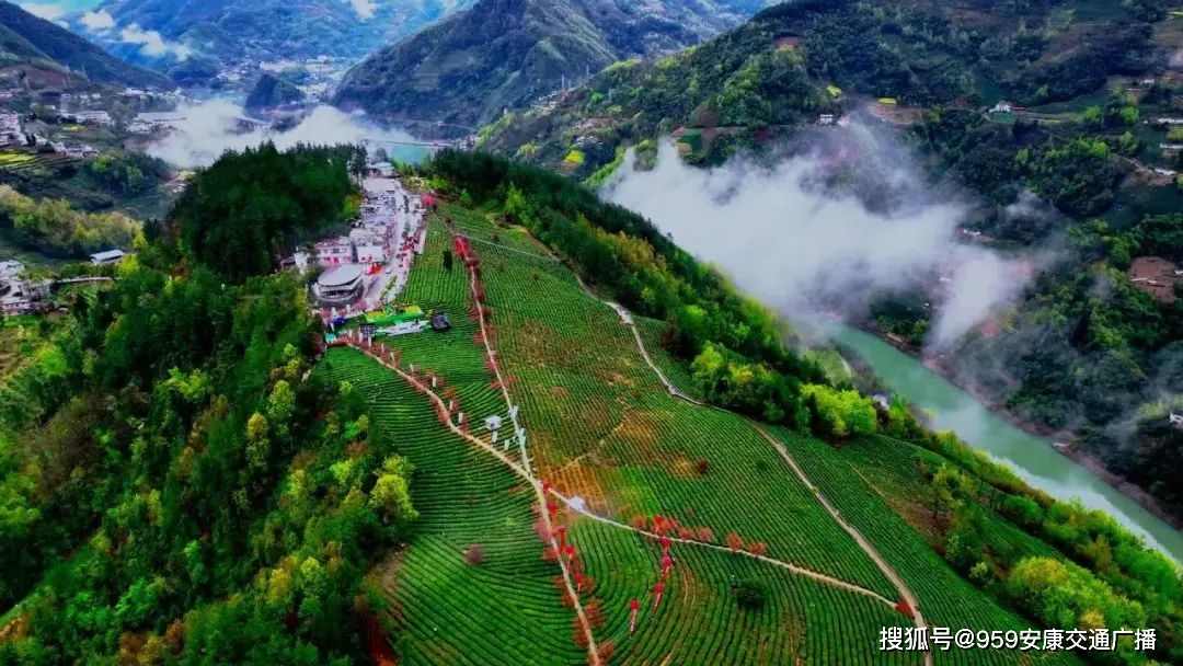 2022紫阳富硒茶