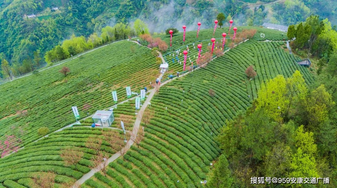 2022紫阳富硒茶