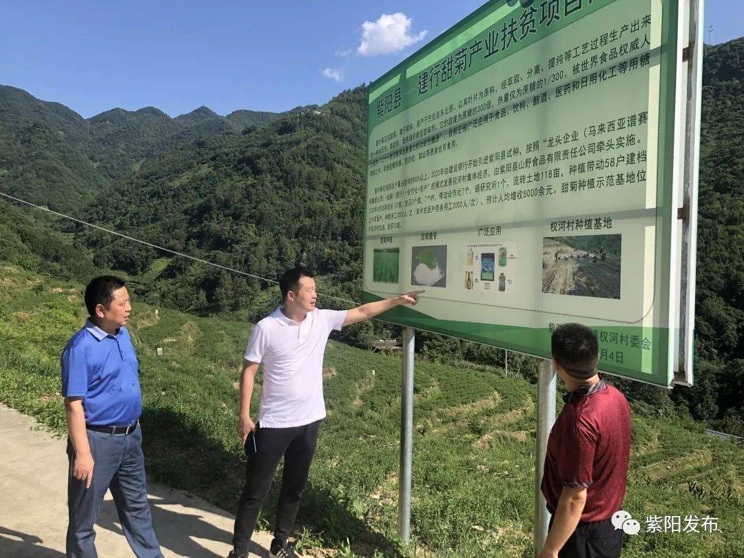 紫阳富硒茶2020