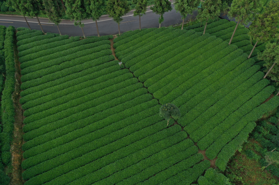 山西凤冈富锌富硒茶