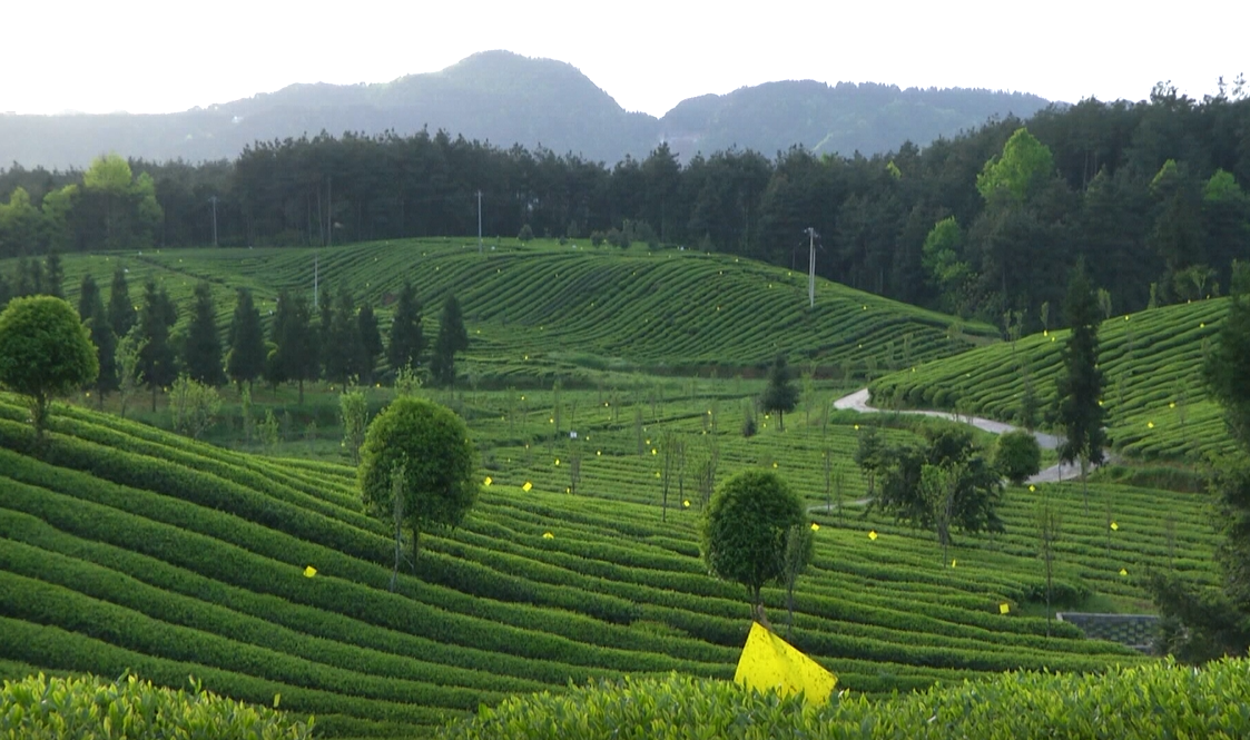 贵州凤冈富锌富硒茶