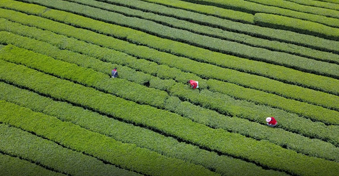 贵州凤冈富锌富硒茶