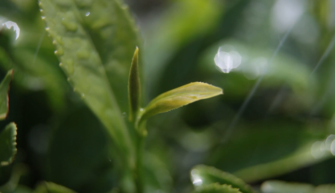 贵州凤冈富锌富硒茶