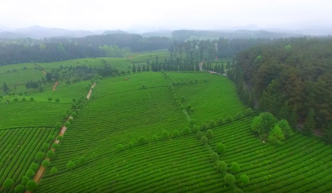 贵州凤冈富锌富硒茶