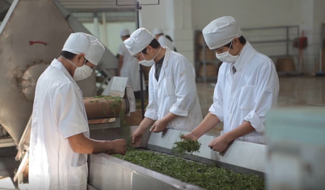 贵州凤冈富锌富硒茶