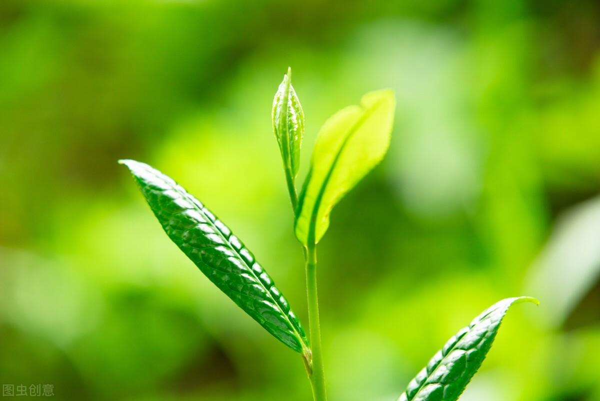 凤冈富锌富硒茶简介