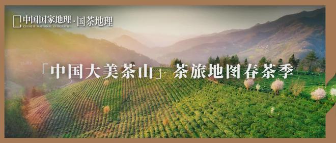 茶香醉人紫阳富硒茶