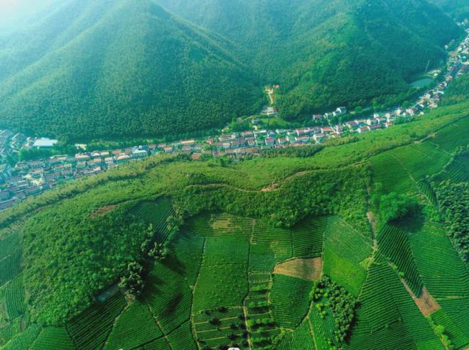 茶香醉人紫阳富硒茶