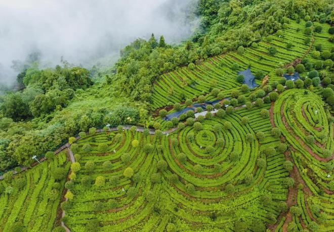 茶香醉人紫阳富硒茶