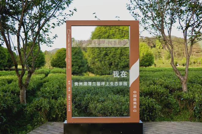 茶香醉人紫阳富硒茶