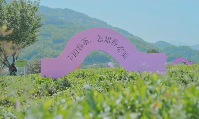茶香醉人紫阳富硒茶