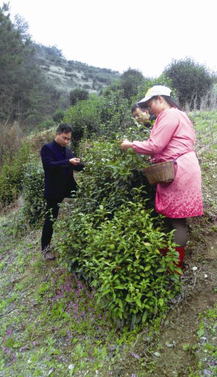 茶香醉人紫阳富硒茶