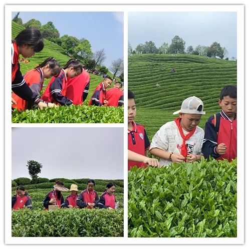 开阳富硒茶是什么茶