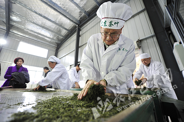 恩施富硒茶是什么茶