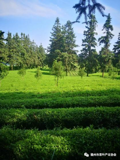 富硒黄金茶是什么茶