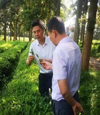 富硒黄金茶是什么茶