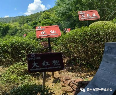 富硒黄金茶是什么茶