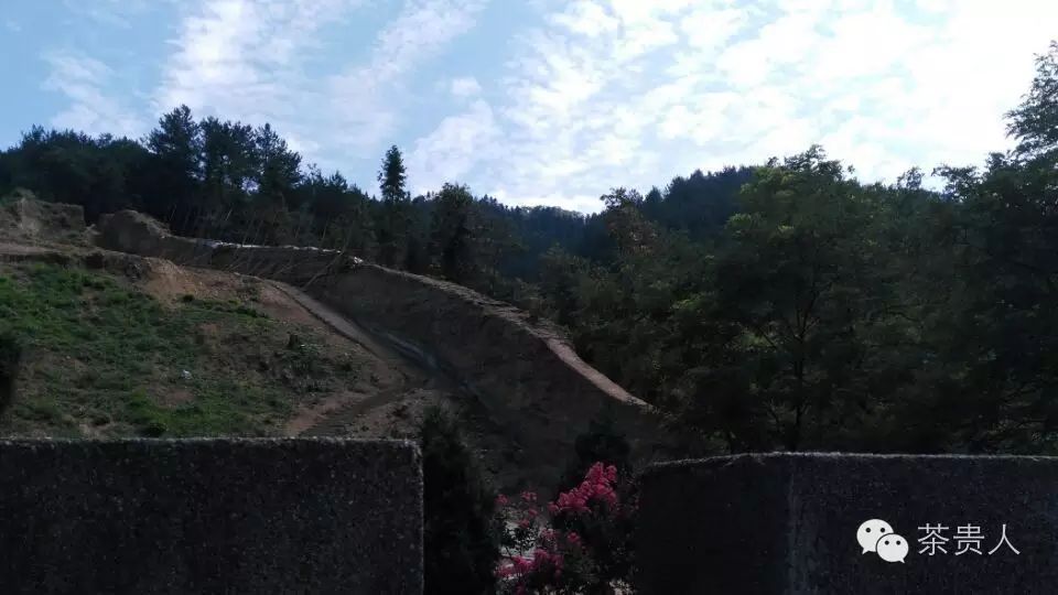 平利女娲茶是富硒茶