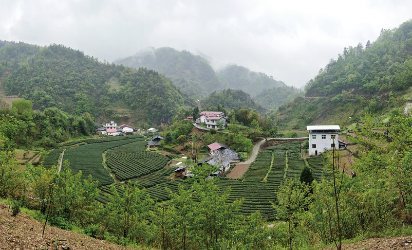 紫阳富硒茶的含硒量