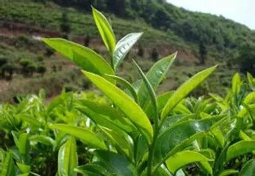 紫阳富硒茶的含硒量