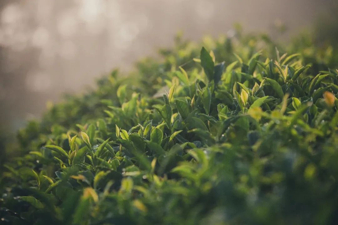 紫阳茶富硒茶的特点