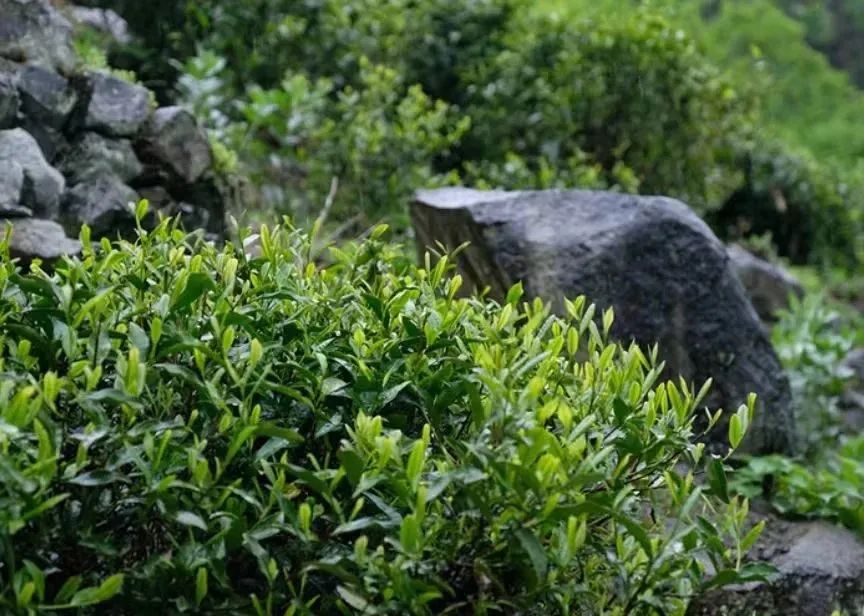 紫阳茶富硒茶的特点