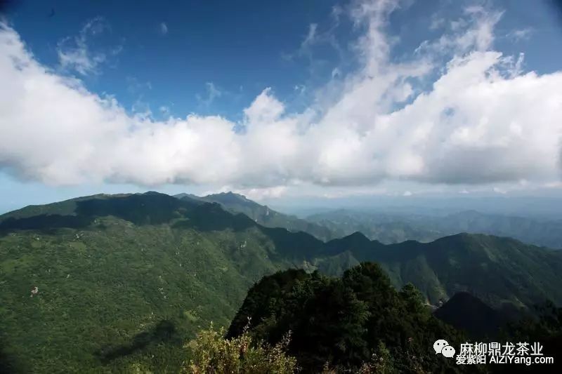 富硒茶好还是无硒好