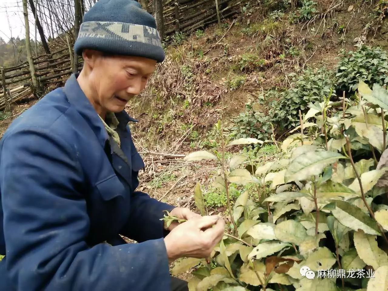 富硒茶好还是无硒好