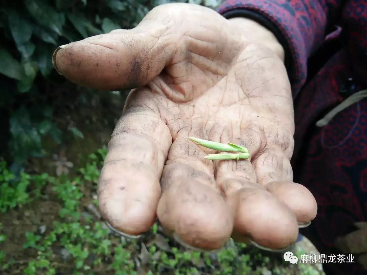 富硒茶好还是无硒好